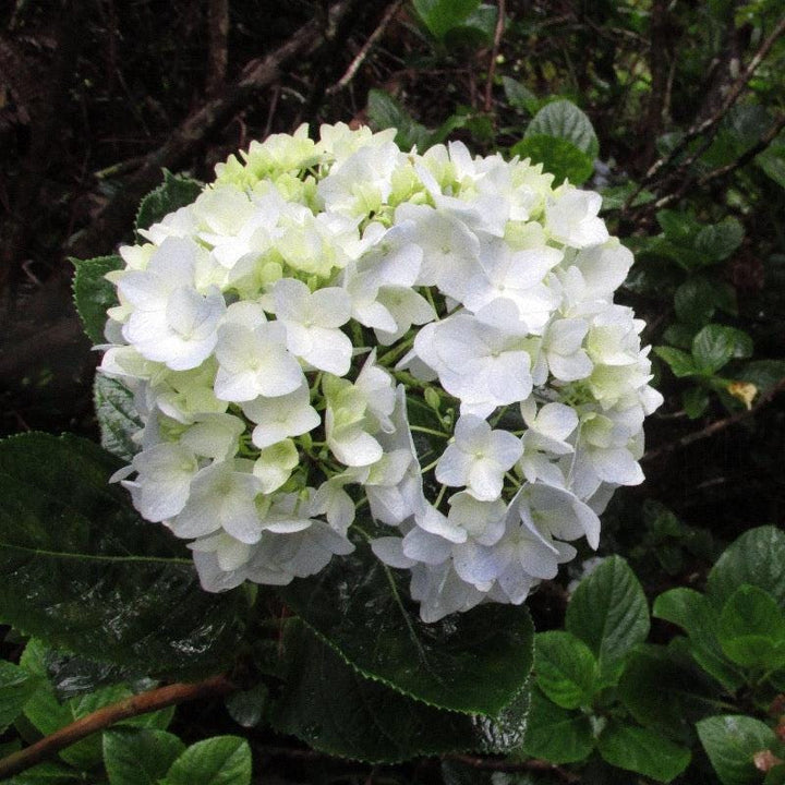Hydrangea m. Sister Theresa bush by GoBuyPlants® with lush green foliage and clusters of white flowers, ideal for garden landscaping.