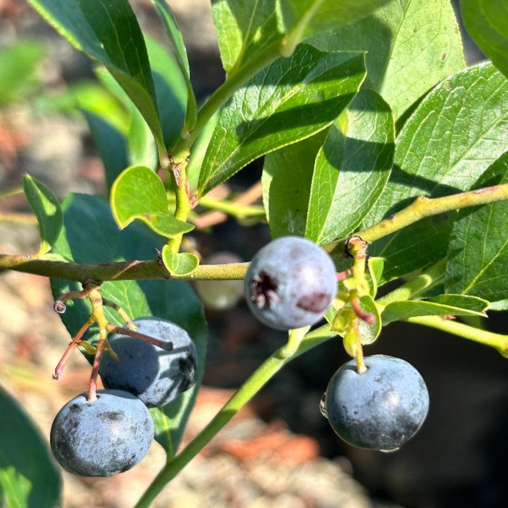 Vaccinium ashei &amp;