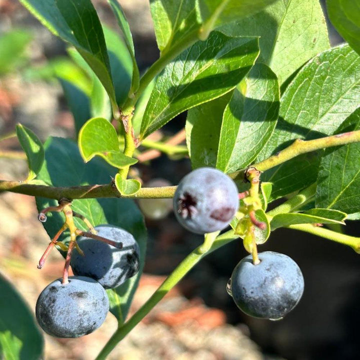 Vaccinium ashei &amp;
