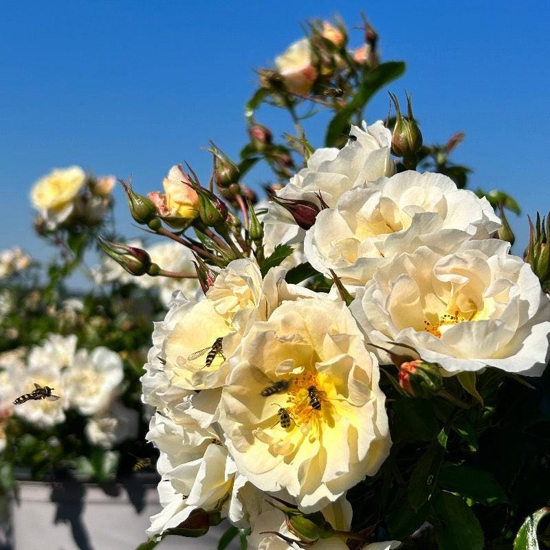 Rose Popcorn Drift® bush showcasing pink and white variegated foliage, part of GoBuyPlants®&
