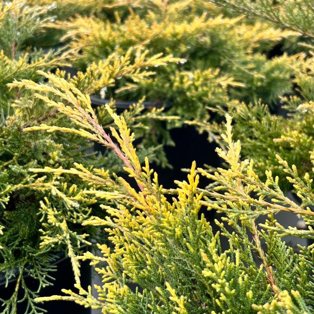 GoBuyPlants® Juniper Gold Lace bush showing dense green and gold foliage, ideal for landscaping or garden decoration.