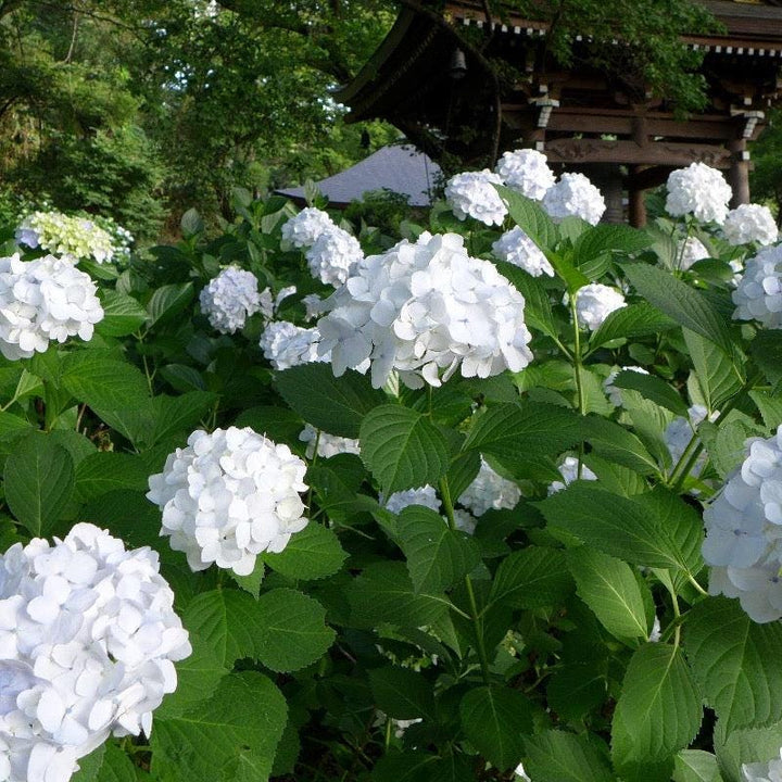 Hydrangea m. Sister Theresa bush by GoBuyPlants®, showcasing lush green leaves and clusters of white flowers.