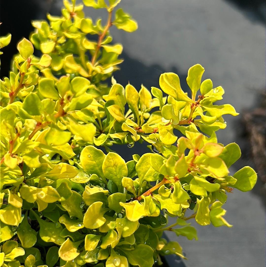 Small Barberry Tiny Gold shrub from GoBuyPlants®, showcasing its compact gold foliage and bushy growth.