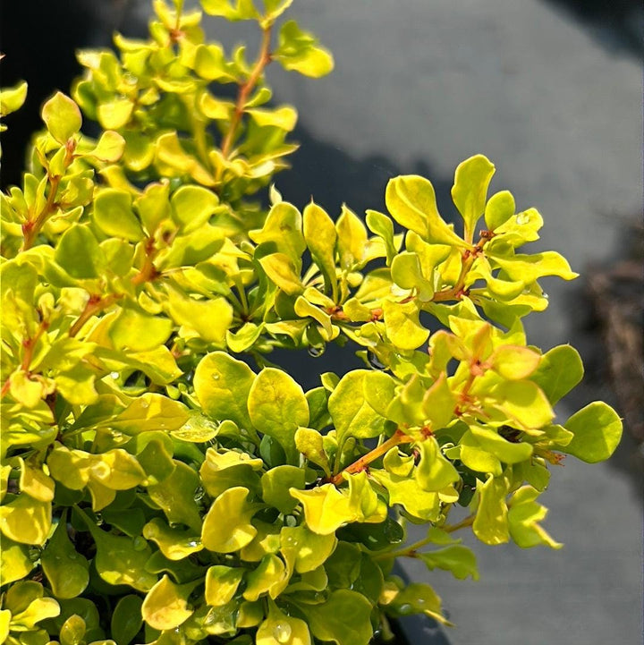Small Barberry Tiny Gold shrub from GoBuyPlants®, showcasing its compact gold foliage and bushy growth.