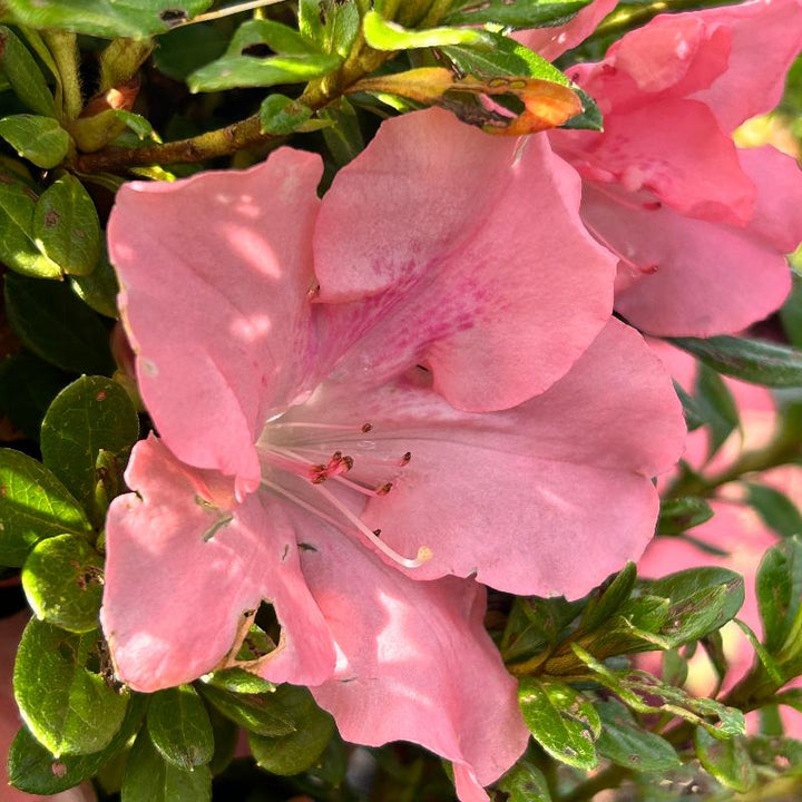 Azalea Encore Autumn Debutante bush with vibrant fall foliage, showcasing lush green leaves and colorful autumn hues.