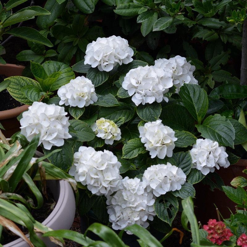 Hydrangea m. Sister Theresa bush by GoBuyPlants® showing lush green foliage and clusters of white flowers.