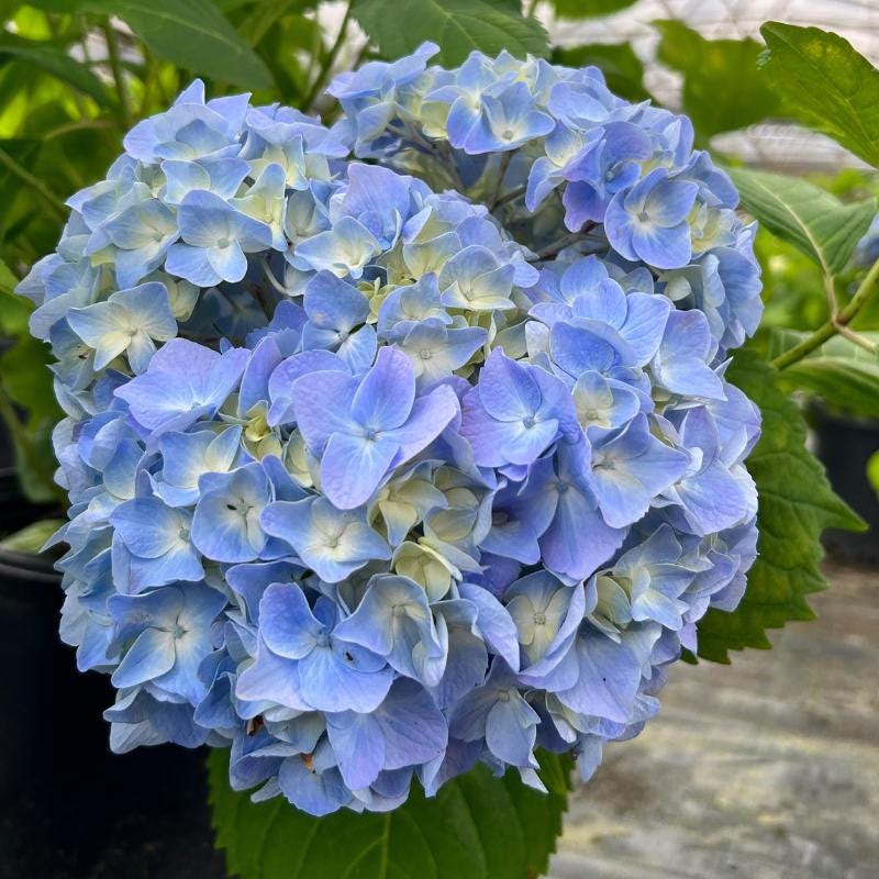 Hydrangea m. Penny Mac bush with lush green leaves and white flowers, showcased by GoBuyPlants® in a garden setting.