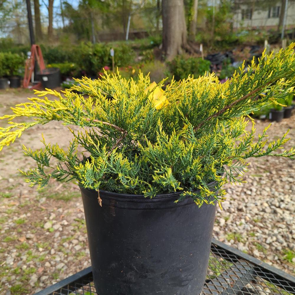 Juniper Gold Lace bush, a vibrant gold-leaf evergreen shrub from GoBuyPlants®, with dense foliage and decorative branches.