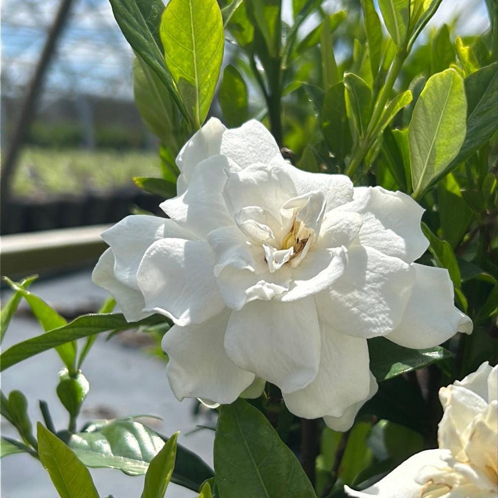 Gardenia August Beauty bush from GoBuyPlants® with lush green foliage and white fragrant blooms, ideal for garden or landscape.