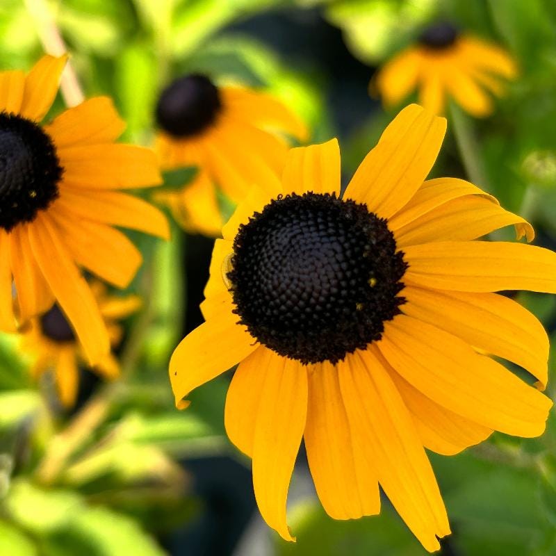 GoBuyPlants® Rudbeckia Goldstrum Black-Eyed Susan bush with bright yellow petals and dark centers, lush green foliage.