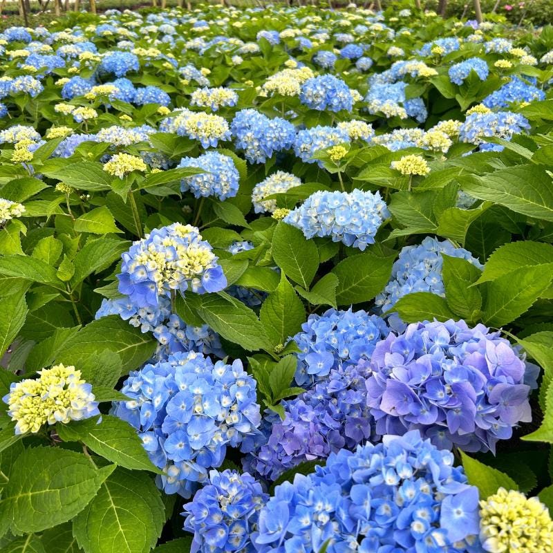 Hydrangea m. Penny Mac bush with lush green leaves and vibrant pink flowers, cultivated by GoBuyPlants®.