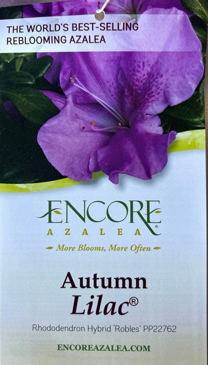 Azalea Encore Autumn Lilac bush by GoBuyPlants® showing vibrant purple flowers and lush green foliage.