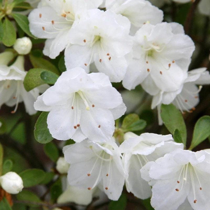White Azalea Gumpo bush from GoBuyPlants® with lush green foliage and delicate white flowers, ideal for gardens and landscaping.
