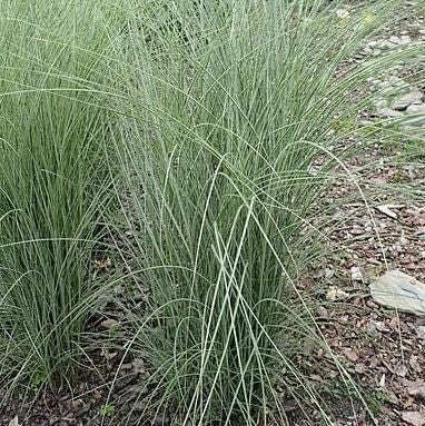 Miscanthus Morning Light ornamental grass bush from GoBuyPlants®, showcasing tall, slender, variegated foliage in a garden setting