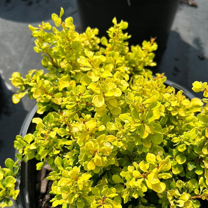 Tiny gold barberry bush, a decorative shrub from GoBuyPlants® with vibrant yellow foliage, suitable for gardens and landscape.