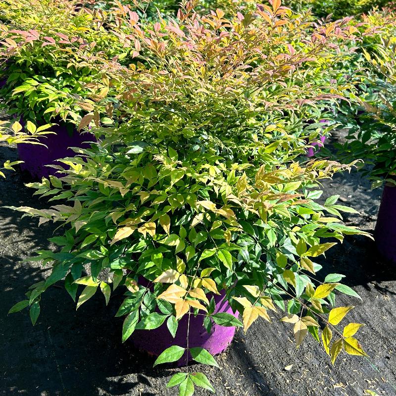 Nandina Cool Glow® Pomegranate bush from GoBuyPlants®, showcasing vibrant foliage and compact growth in a garden setting.