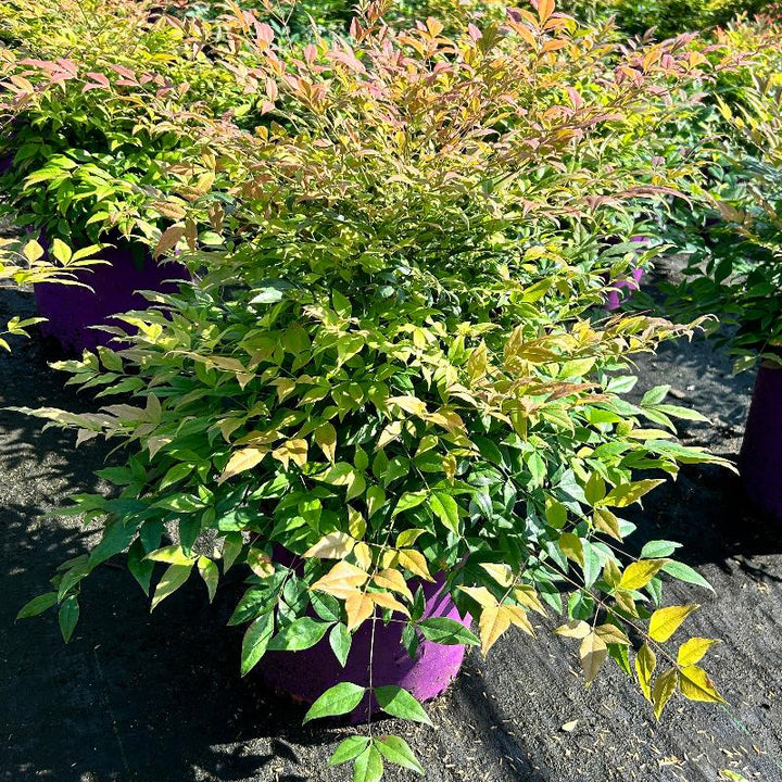 Nandina Cool Glow® Pomegranate bush from GoBuyPlants®, showcasing vibrant foliage and compact growth in a garden setting.
