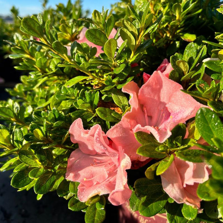 Azalea Encore Autumn Debutante bush in full bloom, vibrant pink flowers with green foliage, plant from GoBuyPlants®