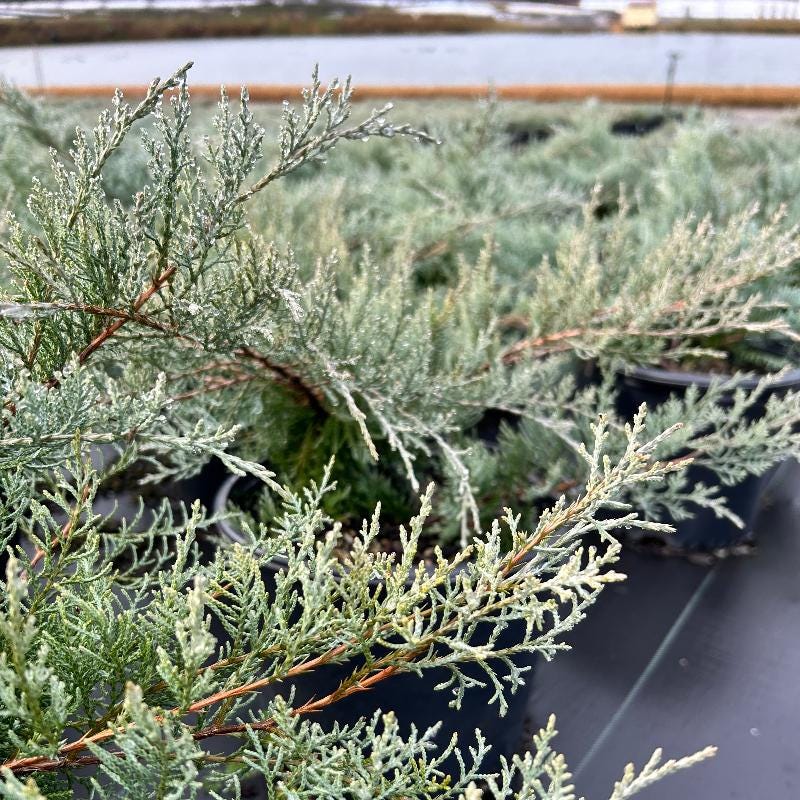Juniper Grey Owl bush from GoBuyPlants® showing dense grey-green foliage and a compact tree form.