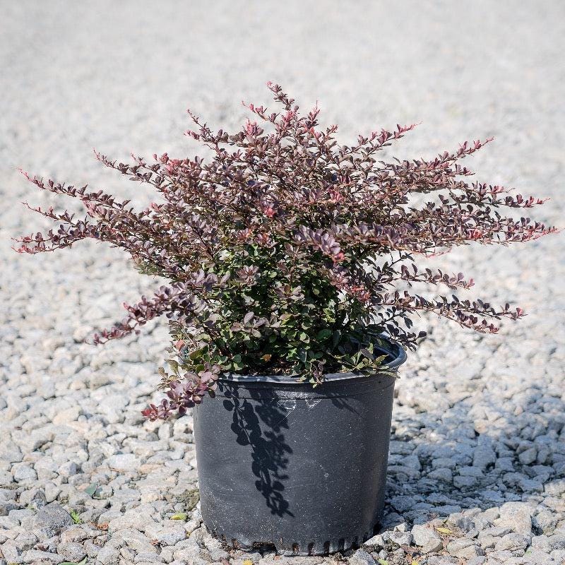 Crimson Pygmy Barberry bush with vibrant red foliage, compact shrub perfect for landscaping from GoBuyPlants®.