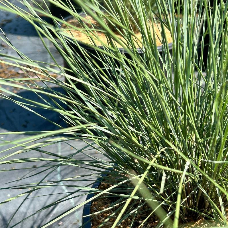 GoBuyPlants® Muhlenbergia White Cloud bush with feathery white-infused grass plumes, ornamental plant for garden landscaping.