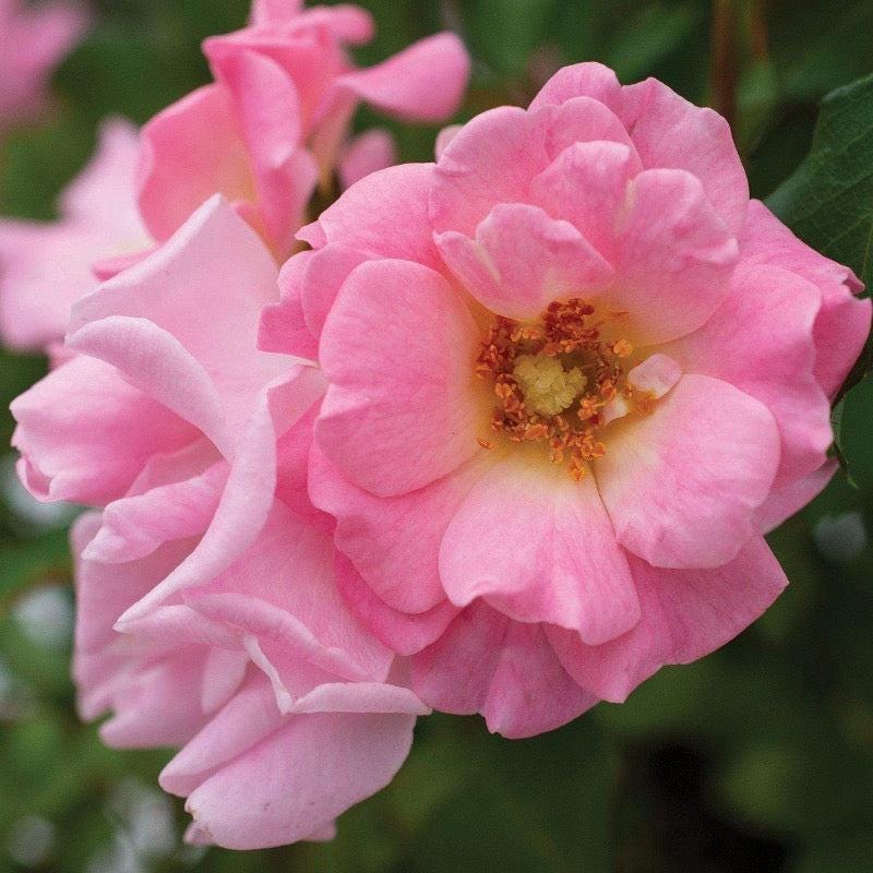 Rose Blushing Drift® bush with pink blooms and green foliage, ideal for garden landscape and decorative planting.