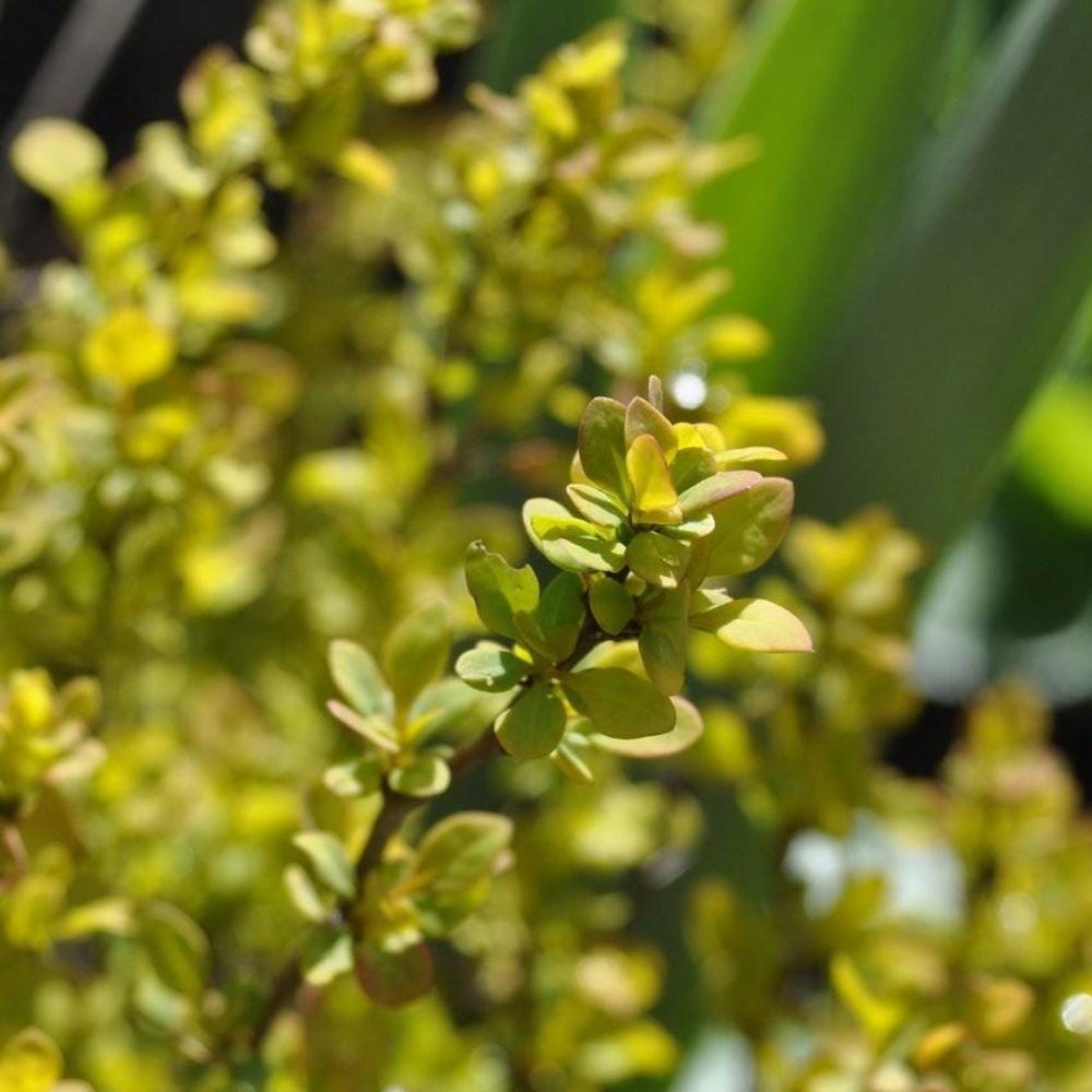 Small Barberry Tiny Gold bush from GoBuyPlants® with vibrant yellow foliage, ideal for decorative shrubbery or garden accents.