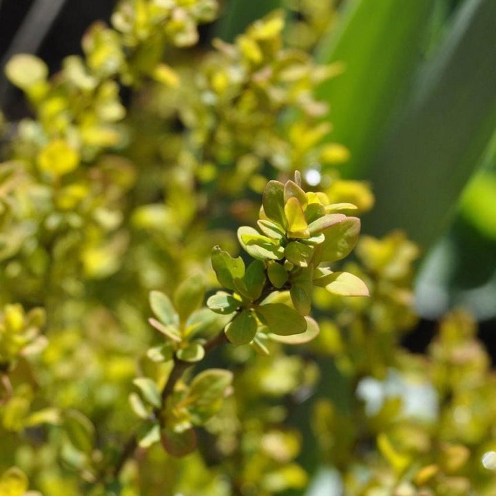 Small Barberry Tiny Gold bush from GoBuyPlants® with vibrant yellow foliage, ideal for decorative shrubbery or garden accents.