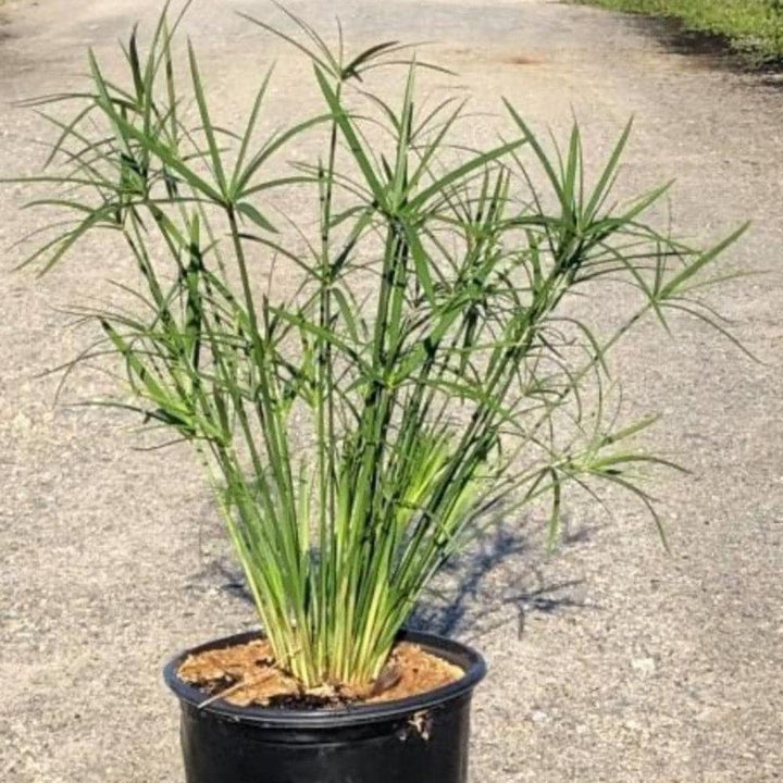 Miniature Cyperus umbrella plant from GoBuyPlants® featuring lush green foliage in a pot, perfect for indoor or outdoor decor.