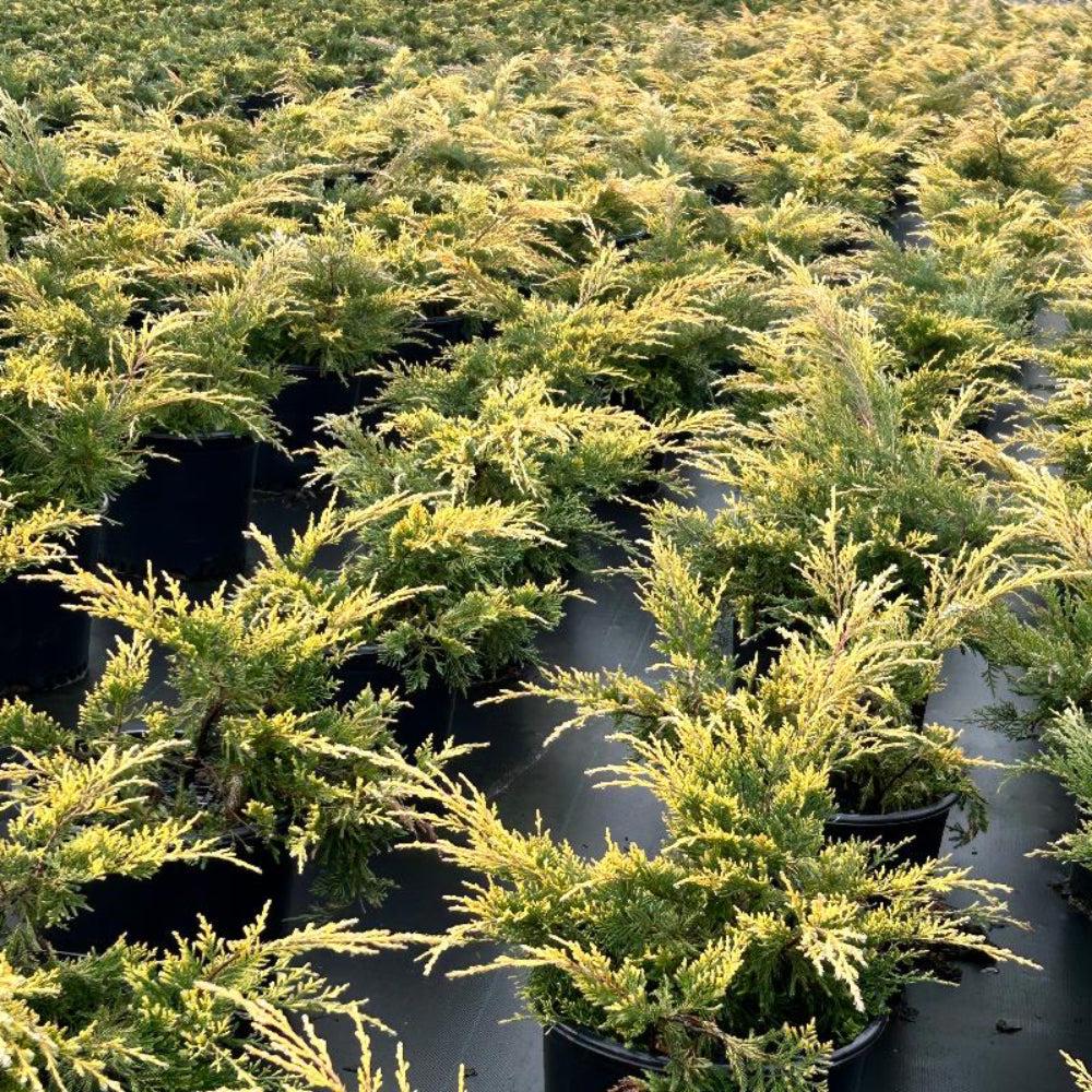Juniper Gold Lace bush, a vibrant evergreen plant from GoBuyPlants®, showcasing its dense golden foliage and lush growth.