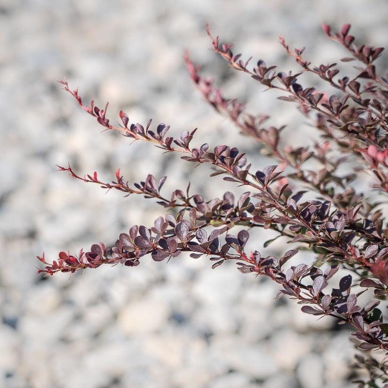 Crimson Pygmy Barberry bush with vibrant red foliage, compact size, and dense growth, from GoBuyPlants®.