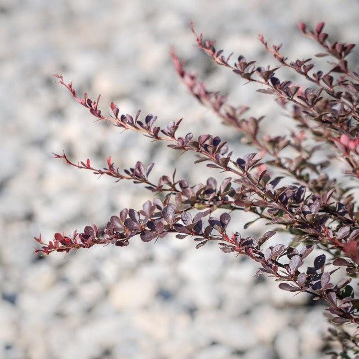 Crimson Pygmy Barberry bush with vibrant red foliage, compact size, and dense growth, from GoBuyPlants®.