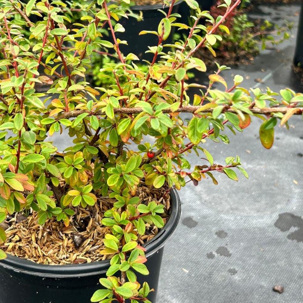 Cotoneaster Coral Beauty bush by GoBuyPlants® showing vibrant coral-colored berries and lush green foliage.
