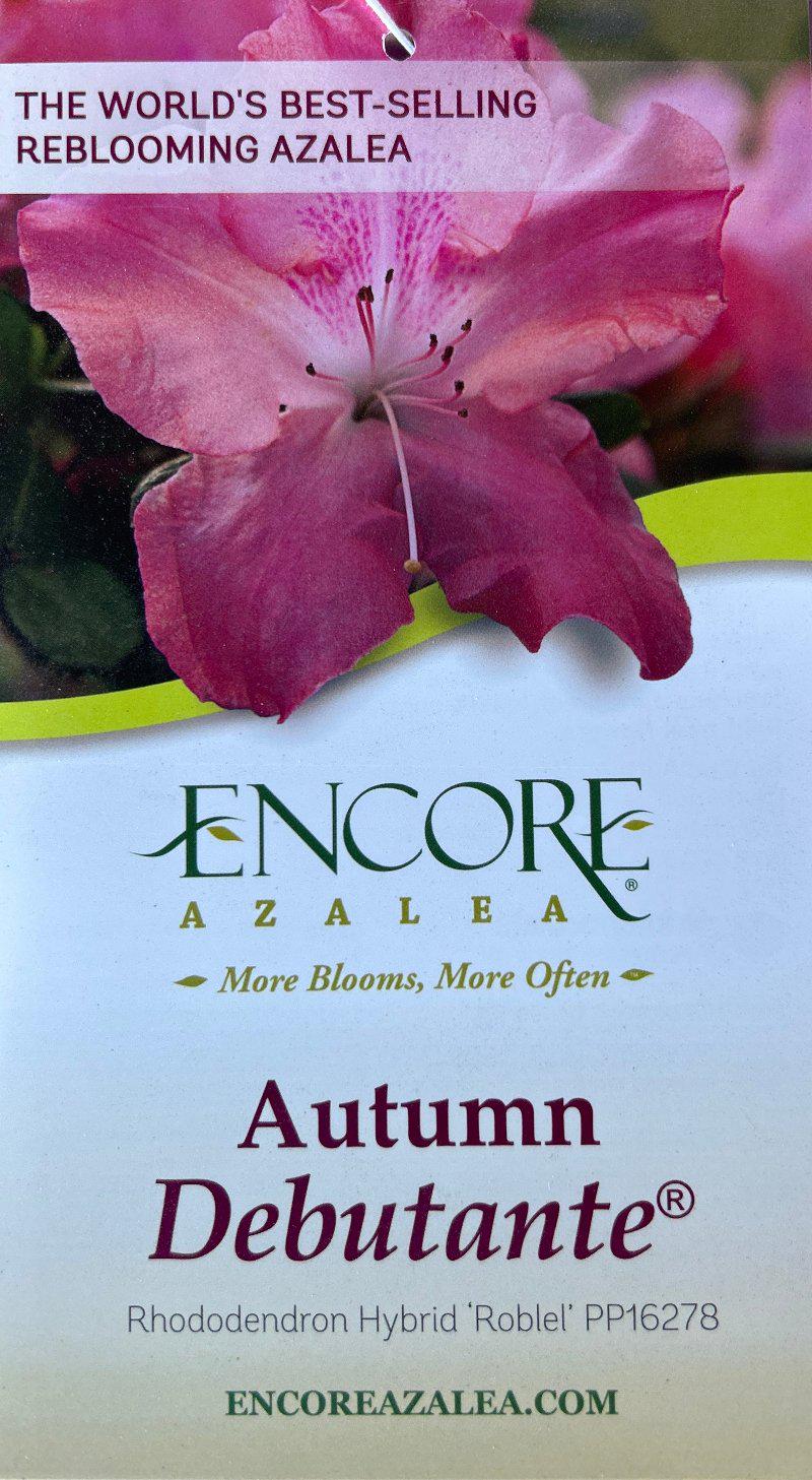 Azalea Encore Autumn Debutante bush with vibrant orange-red flowers and green foliage, showcasing its full bloom.