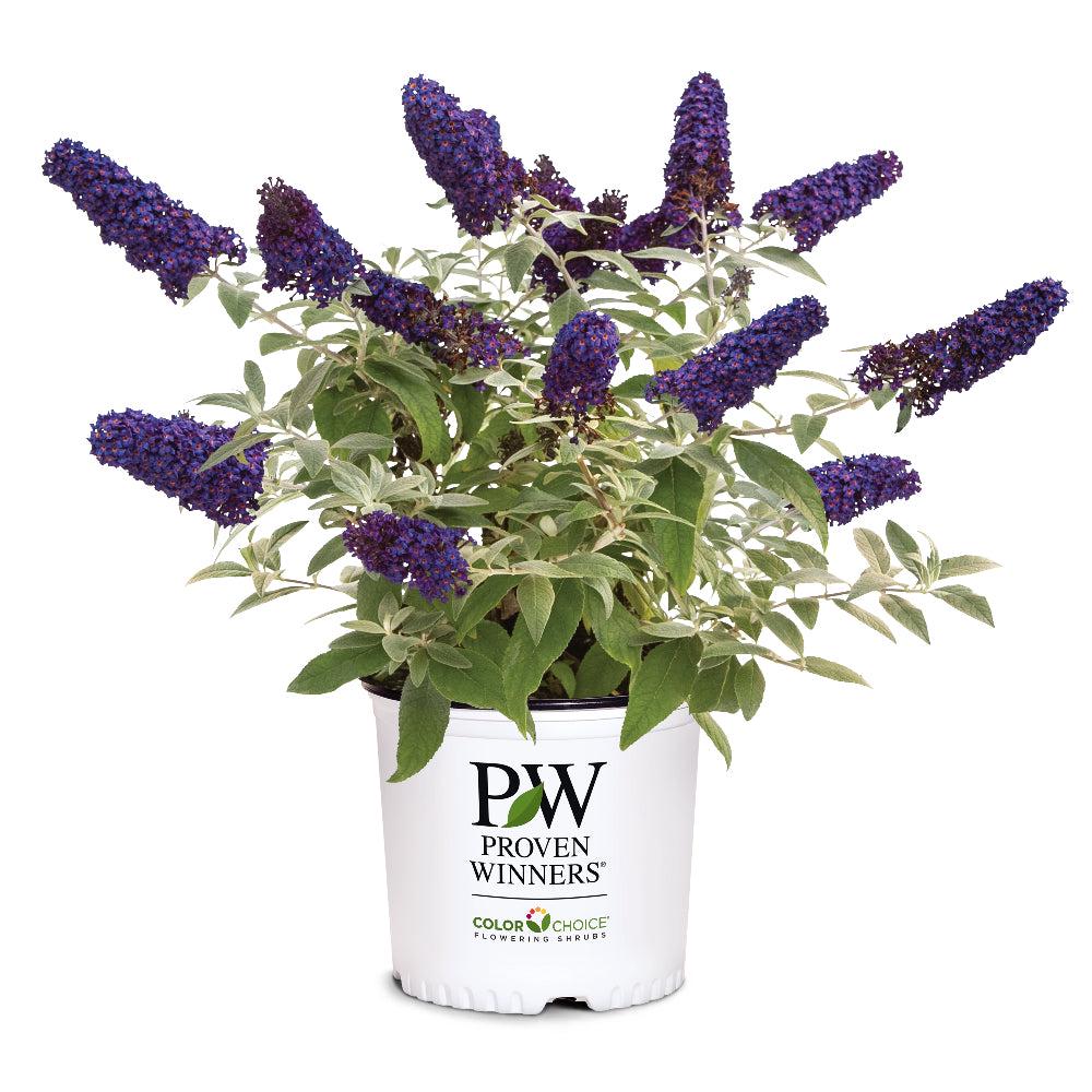 Buddleia Pugster® Blue bush with vibrant blue flowers and green foliage, growing as a compact flowering shrub.