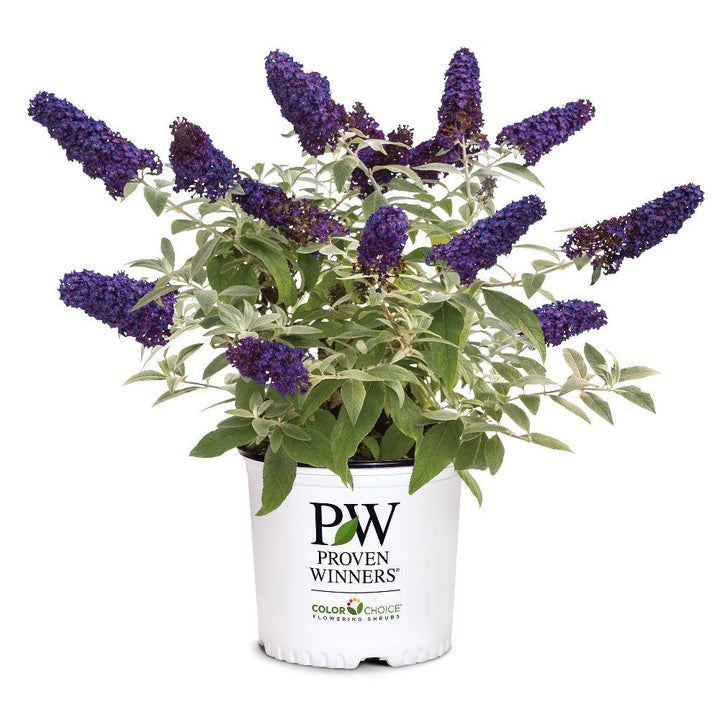 Buddleia Pugster® Blue bush with vibrant blue flowers and green foliage, growing as a compact flowering shrub.
