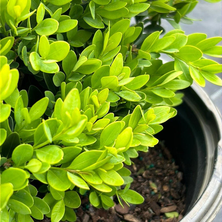 Green velvet Buxus bush from GoBuyPlants® showcasing lush, dense foliage ideal for garden hedges and landscape design.