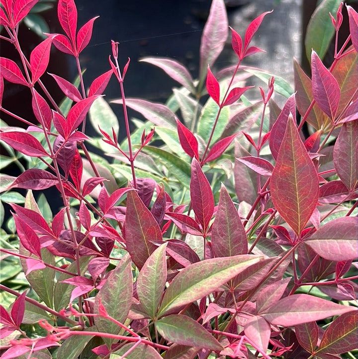 Nandina Obsession™ bush from GoBuyPlants® showcasing vibrant evergreen foliage and graceful upright growth.