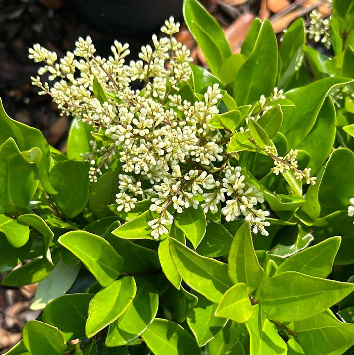 Ligustrum japonicum Waxleaf bush from GoBuyPlants®, showcasing lush green foliage and dense, evergreen shrub appearance.