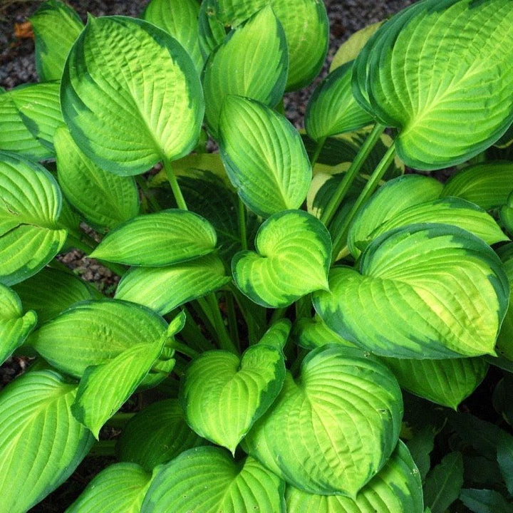 GoBuyPlants® Hosta Guacamole bush with lush green foliage, showcasing broad, vibrant leaves in a garden setting.