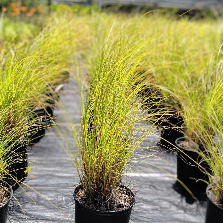 Miscanthus Maiden Grass bush by GoBuyPlants® with tall, feathery plumes and slender green leaves, ideal for landscaping and privacy screens.