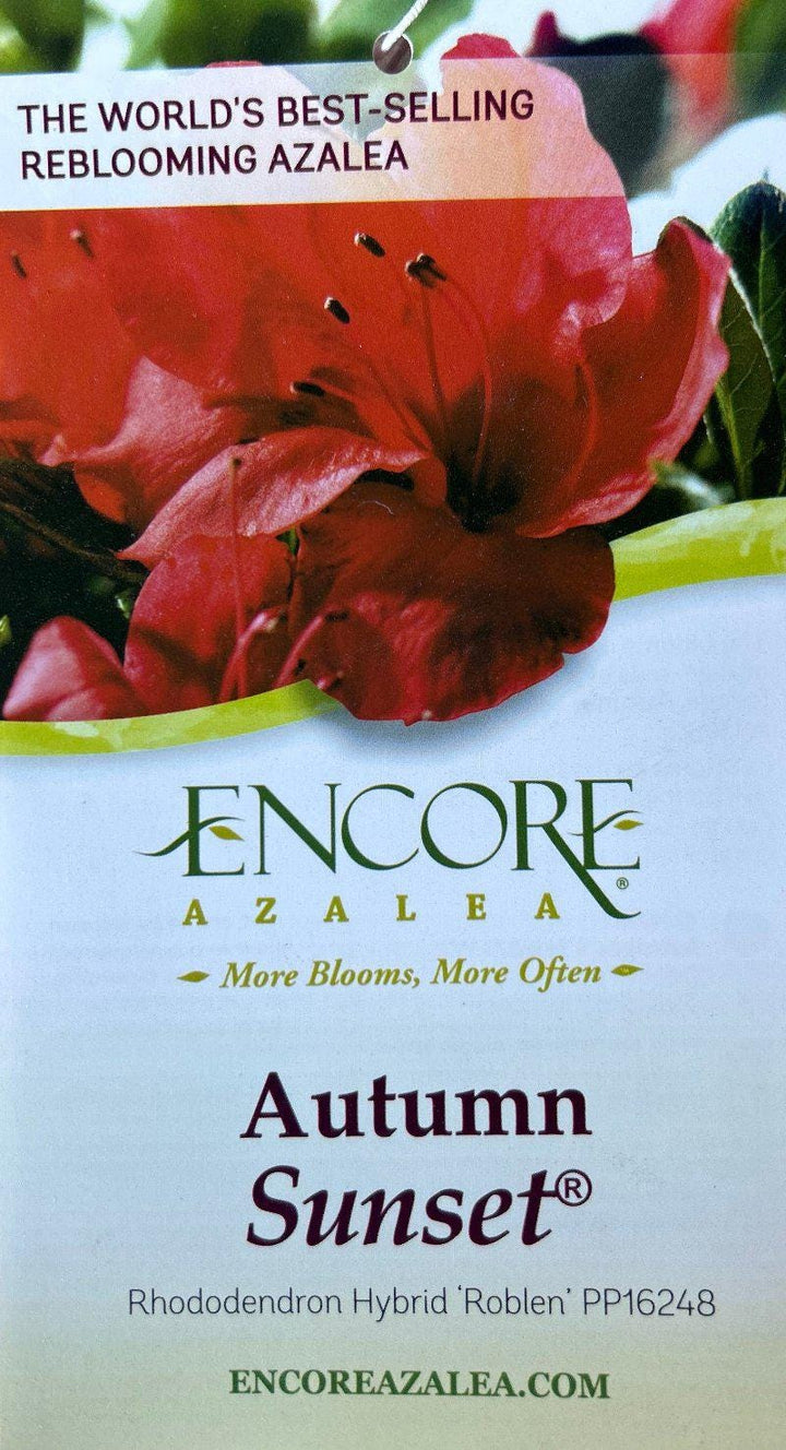 Azalea Encore Autumn Sunset bush with vibrant orange and yellow foliage, healthy green leaves, and flowering blossoms.