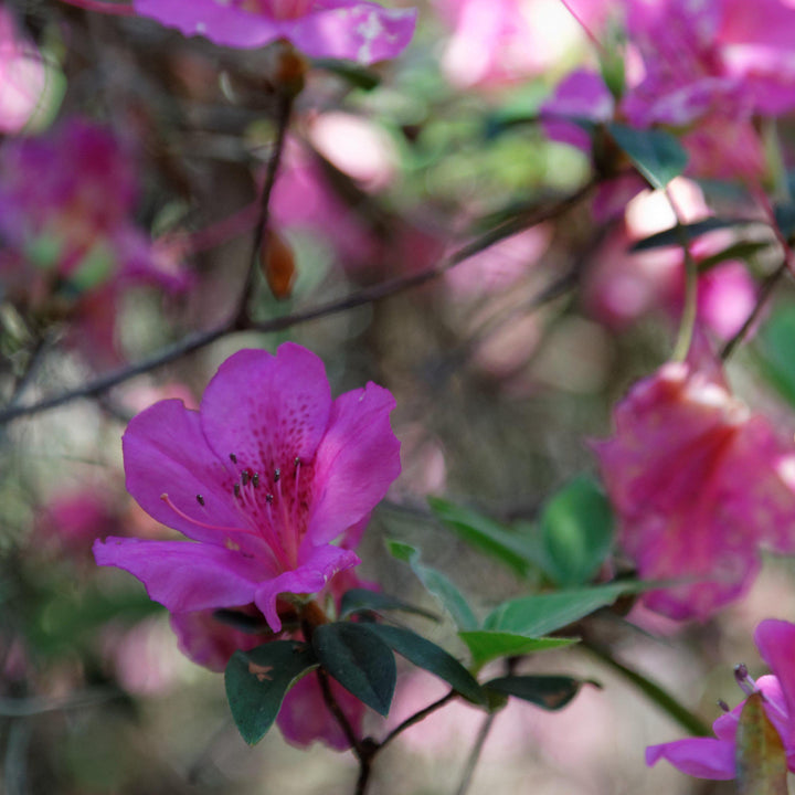 Azalea Formosa bush, vibrant pink flowering shrub from GoBuyPlants®, showcasing lush green leaves and colorful blooms.