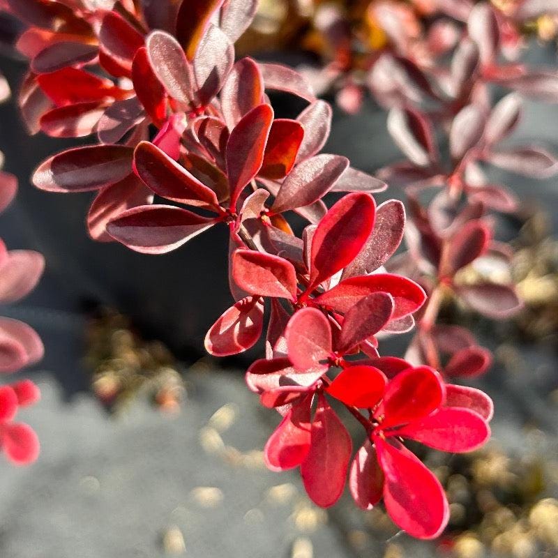 Crimson Pygmy Barberry bush by GoBuyPlants®, showing vibrant red branches and dense foliage in a garden setting.