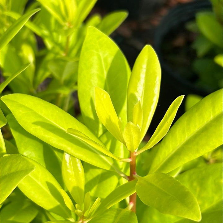 Illicium Florida Sunshine bush with vibrant green leaves and star-shaped flowers, part of GoBuyPlants® bushes and trees collection.