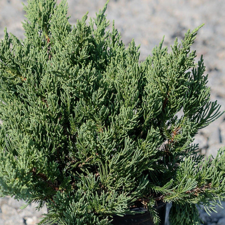 Juniper Parsoni bush from GoBuyPlants® with dense green foliage and slender branches, ideal for landscaping and garden decoration.