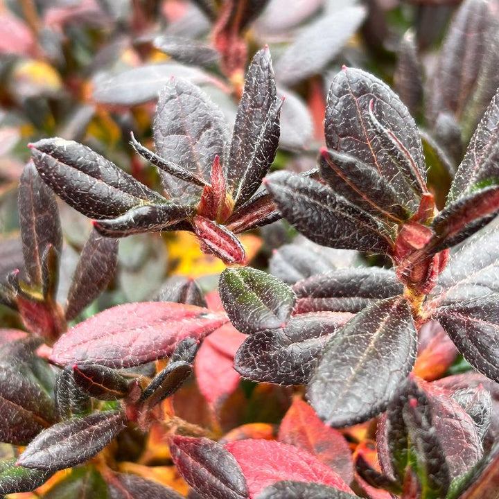 Azalea Renee Michelle bush, a vibrant flowering shrub from GoBuyPlants®, showcasing lush green foliage and colorful blooms.