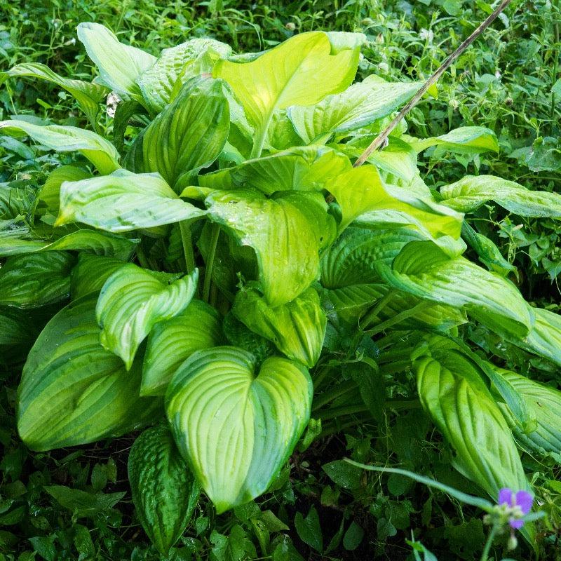 Lush Hosta Guacamole bush with vibrant green, broad leaves, thriving as a decorative garden plant from GoBuyPlants®.