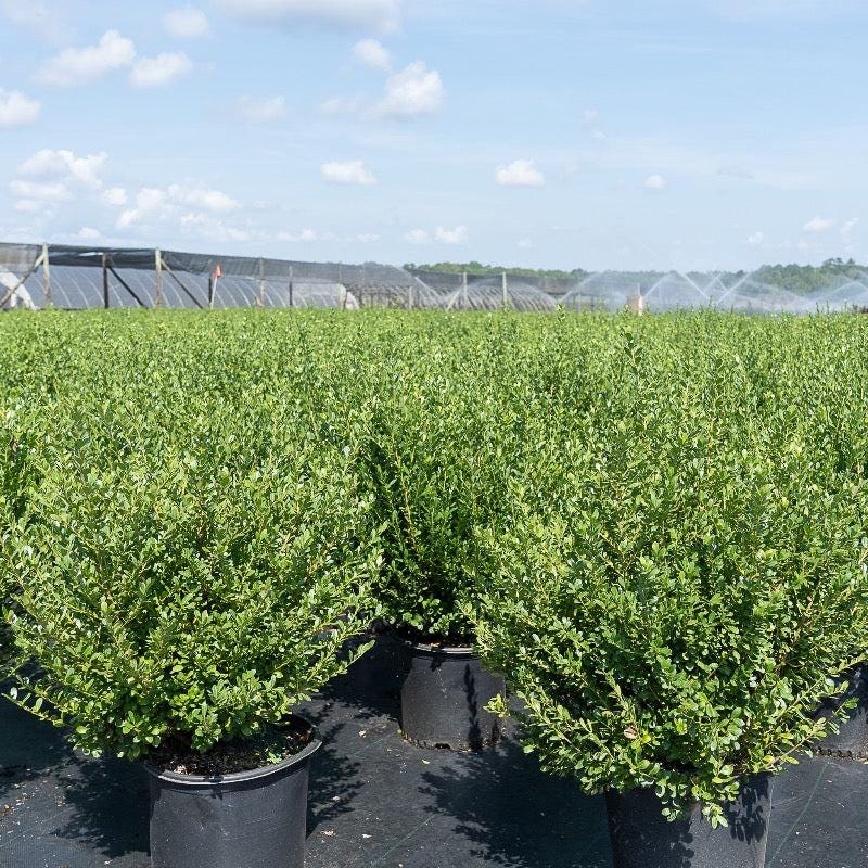 Green Ilex c. Compacta bush from GoBuyPlants®, showing dense, glossy foliage suitable for landscaping and decorative planting.
