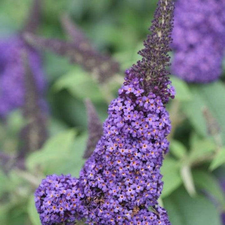 Buddleia Pugster® Blue bush with vibrant blue flowers and green foliage, healthy and full-grown shrub from GoBuyPlants®.